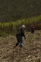 gente cultivando caña  