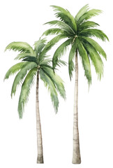 PNG Coconut trees plant white background arecaceae.