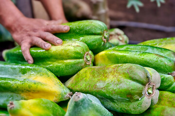 Close-up The hands of a male Hispanic Ecuadorian farmer collect ripe fruits yellow-green delicious of Babaco Carica pentagona and put them in a box. Garden with drip irrigation in a greenhouse. Harves