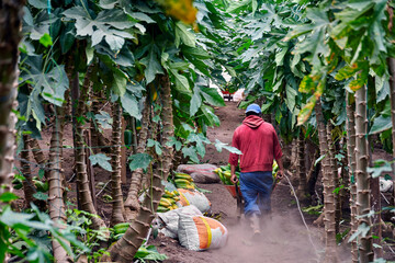 A Latin American farmer from Ecuador pushes a wheelbarrow full of ripe yellow-green tasty babaco...