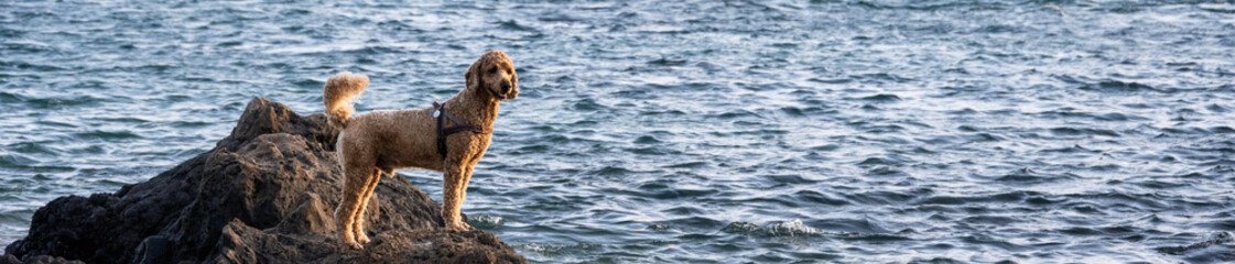 Doodle dog playing on a lava rock beach at sunset, Maui, Hawaii
