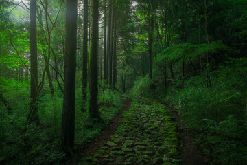A cobblestone forest road with morning mist