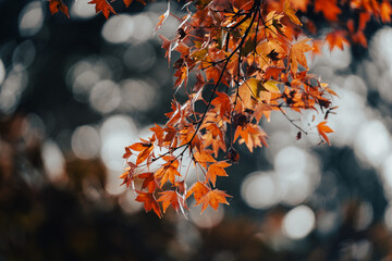 autumn leaves on the tree