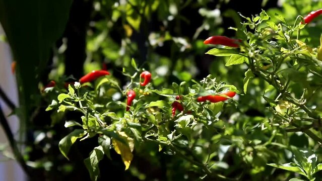 Cayenne pepper or devil's Chili is one of the hottest pepper in the world. In Indonesia known as cabe rawit