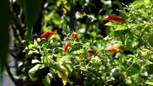 Cayenne pepper or devil's Chili is one of the hottest pepper in the world. In Indonesia known as cabe rawit