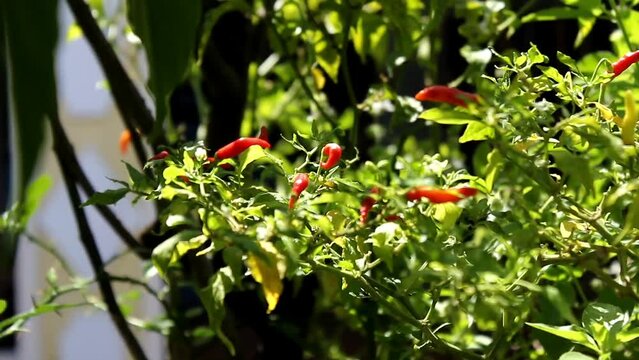 Cayenne pepper or devil's Chili is one of the hottest pepper in the world. In Indonesia known as cabe rawit