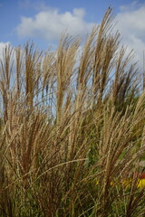 공원에는 풀들이 무성합니다