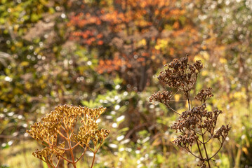 晩秋の公園で日に照らされ黄金色に輝く枯れ草　