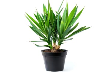 A Yucca with stiff, swordlike leaves in a heavy black pot, isolated on a white background