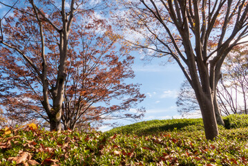 秋の公園　カラフルな美しい紅葉の風景　滋賀県大津市びわこ文化公園