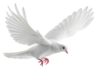 PNG Dove of peace flying animal white bird.