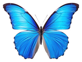 Naklejka premium PNG Blue butterfly animal insect white background.