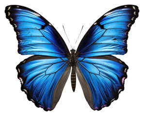 PNG Blue butterfly animal insect white background.