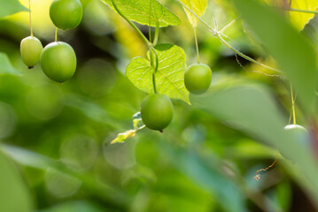 小さく丸い実が並ぶユニークなスズメウリを公園で見つけた　滋賀県野洲市近江富士花緑公園