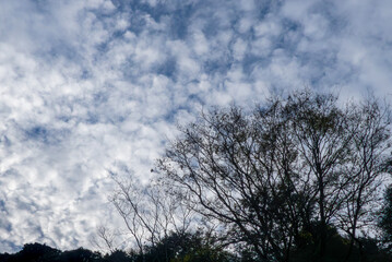 雲が多い冬の寒空に葉が落ちた大きな木　自然背景
