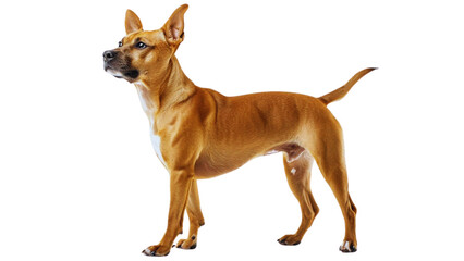 dog standing with head held up high, full body, proudly showcasing its short coat and erect ears, on a white background