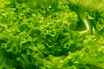 Green lettuce in white background