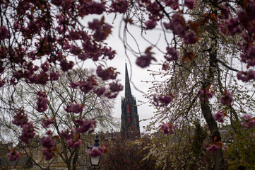 Spring bloom in Edinburgh, Scotland, UK