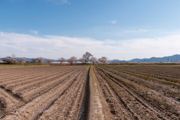 春の静かな田畑の風景　農耕作業　直線が描かれた農地　農地の背景　滋賀県草津市平湖畔