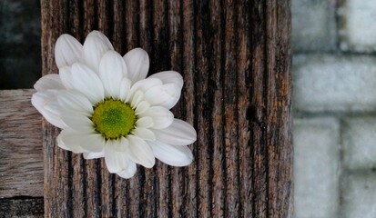 White chrysanthemums are placed on a wooden bench. Chrysanthemum flowers as background. Chrysanthemums famili of asteraceae.