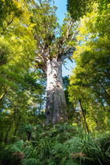 Tane Mahuta Kauri Tree - New Zealand