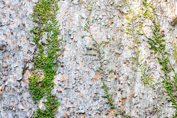 Tane Mahuta Kauri Tree - New Zealand