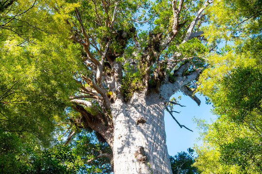 Tane Mahuta Kauri Tree - New Zealand