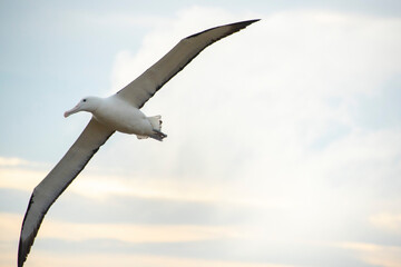 Northern Royal Albatross - New Zealand