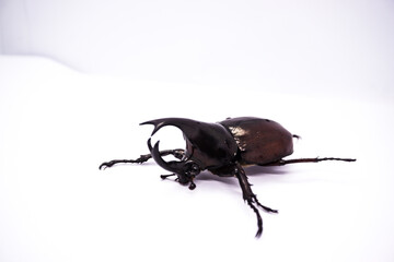 Rhinoceros beetle isolated on a white background.