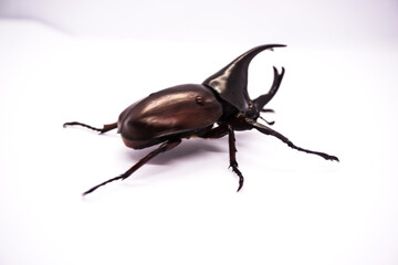 Rhinoceros beetle isolated on a white background.