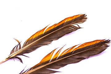 Elegant feather shape on a white background.
