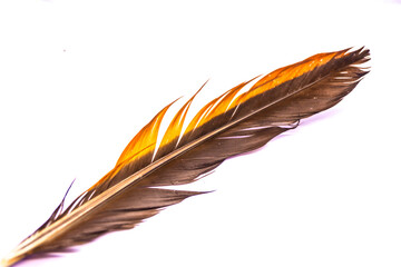 Elegant feather shape on a white background.