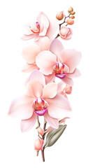 The beauty of natural flora with orchid flowers
