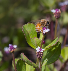 A close-up of a bee visiting a matchstick flower, Phyla nodiflora. Matchstick, also known as Frogfruit, is a groundcover plant with a long flowering season, providing nectar to bees and butterflies.