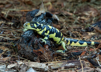 A captive Tiger Salamander, Ambystoma tigrinum, is strikingly patterned in black and yellowish-green. The full-body portrait captures the stout body, moist skin, feet, and tail of this cute amphibian.