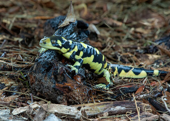 A captive Tiger Salamander, Ambystoma tigrinum, is strikingly patterned in black and...