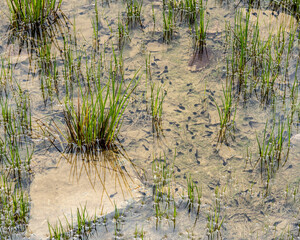A school of black tadpoles in a temporary pond of very shallow water. The early stage larva have long flattened tails but do not appear to have leg appendages yet.