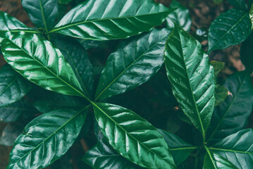 Fresh coffee bean green leaf bush berry plant arabica garden. Agriculture Green coffee tree growing berry bean plant. Coffee tree farm growth in eco organic garden. fresh nature farm