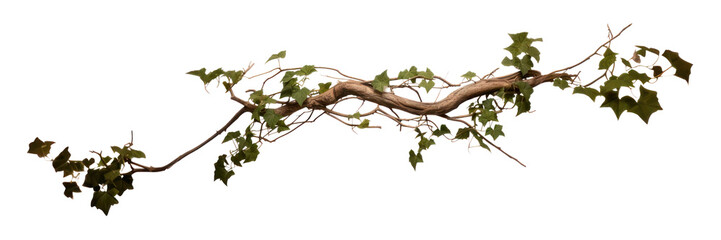 Fototapeta premium PNG Ivy plant leaf tree.