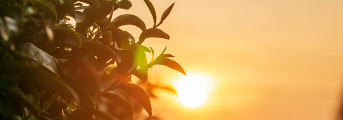Banner Green tea tree leaves camellia sinensis organic farm sunlight. Panorama Fresh young tender...