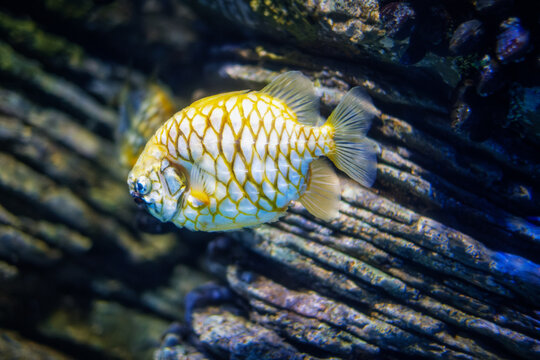 Australian pineapplefish Cleidopus gloriamaris aka mailfish fish underwater in sea