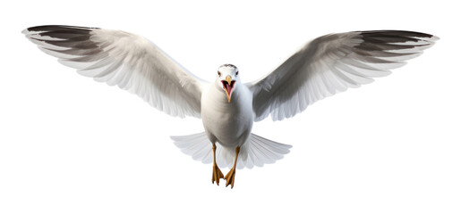 Obraz premium PNG Seagull animal flying white.