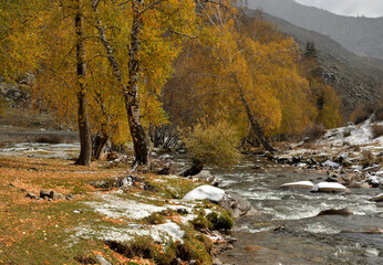 Yellowed birch trees on the banks of a beautiful mountain river with a stony bed, overgrown with the first snow.