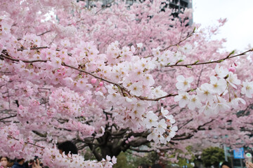 桜。神代曙。