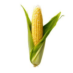 Corn on the Cob with Clear Background