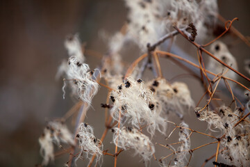 Devil's darning needles (clematis virginiana) in the wintertime.