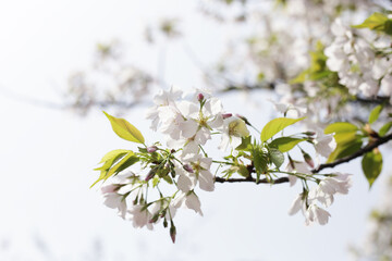 Branches of sakura flowers, cherry blossom