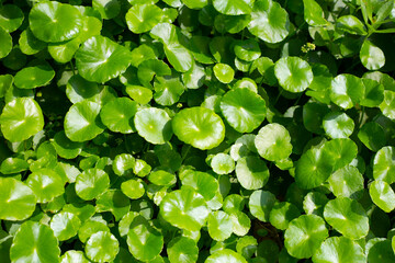 Fresh green nature herb leaves of centella asiatica (gotu kola)
