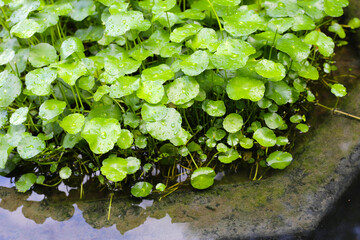 Centella asiatica (gotu kola). Raindrops on leaves