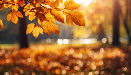 Beautiful orange and golden autumn leaves against a blurry park in sunlight with beautiful background